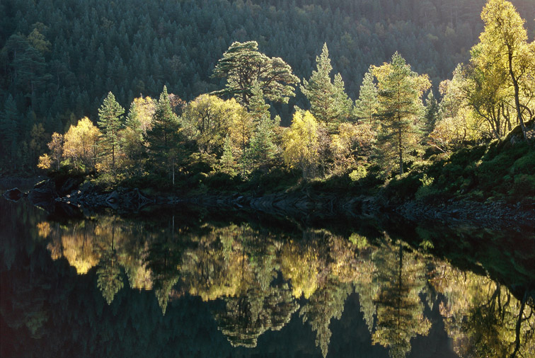 Scots Pine & Silver Birch refected in Loch Beinn a' Mheadhoin, Glen Affric. Scotland. October. 